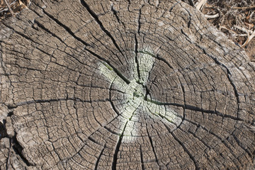 Fototapeta premium Trunk cut with a X.