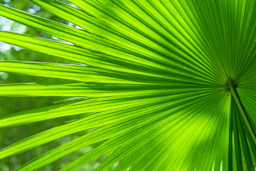 Fototapeta premium Green palm leaf with row pattern background