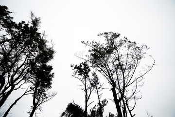 Black trees on cloudy sky background 
