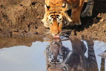 Great tiger drinking water staring at its re