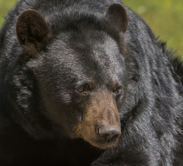 Black bear posing for a close-up