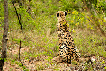 Leopard staring at its prey waiting