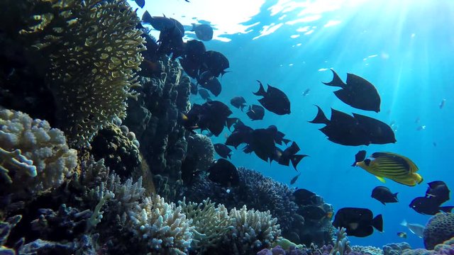 Colorful corals and fish. Tropical fish. Underwater life in the ocean.
