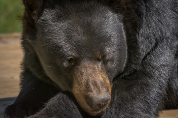 Black bear posing for a close-up