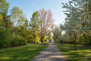 Fototapeta na wymiar Path through a park in Rostock Germany
