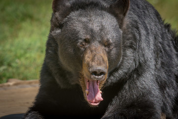 Black bear posing for a close-up