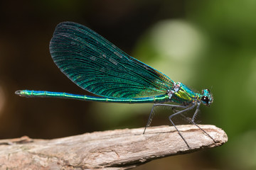 Zygoptera