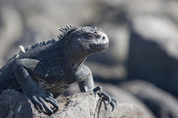 iguana auf der Galapagos Insel Mindelo