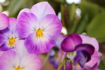 Fototapeta premium Hornveilchen