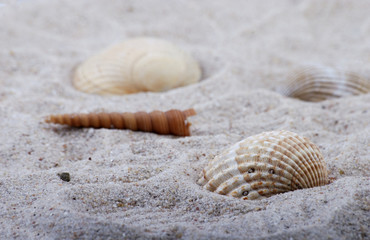 Strand mit Muscheln