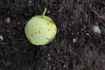 Green fallen apple on ground