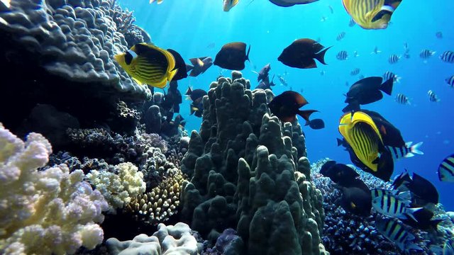 Ocean, Tropical fish and coral reef. Underwater life in the ocean. Colorful corals and fish.