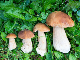 white mushrooms lying on the grass growth
