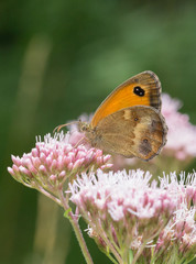 Coenonympha pamphilus