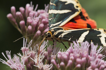Acherontia atropos