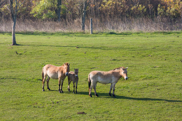 Wild horses in the Hungarian moorland