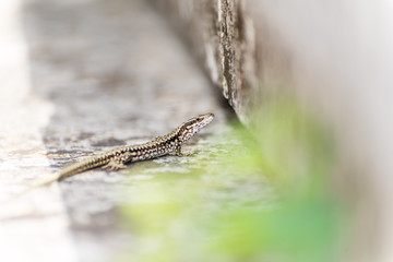 Small lizard with intentionally blurred foreground and background
