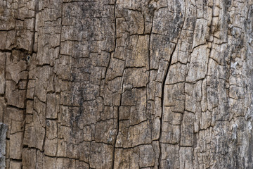 hintergrund baum rinde