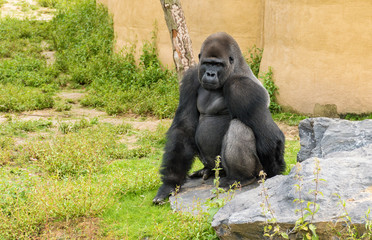 Large male adult Gorilla sitting on a rock surrounded by green grass and looking with his little,...