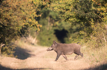 Wild boar in forest