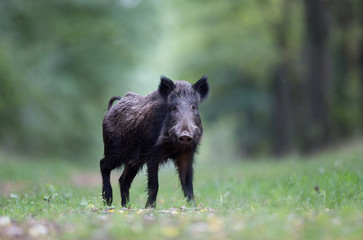 Wild boar in forest