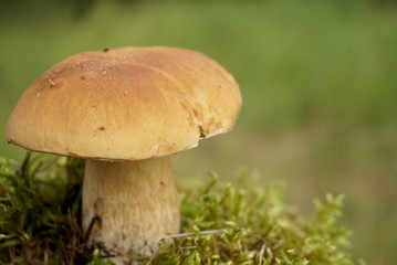 White mushroom grows in moss
