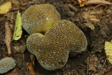 Puffball mushroom close