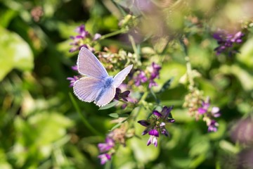 Butterfly on flower. Slovakia