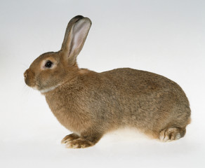 Hase auf neutralem Untergrund als Freisteller