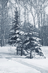 Winter nature, fir trees in forest