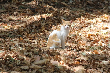 cat and autumn