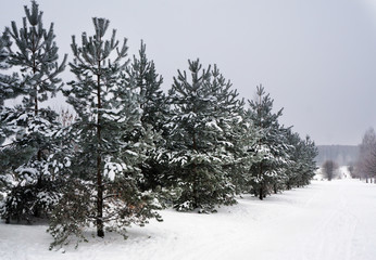 Winter nature, alley of fir tree in park