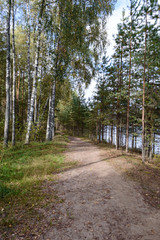 country road in forest