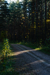 Obraz premium country road in forest