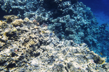 Coral reef on the edge of the depth