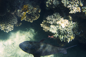 Coral reef under water, view from the top