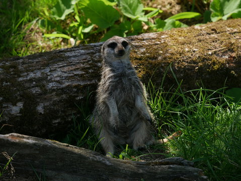 Suricate