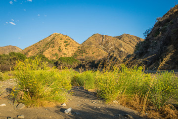 Clumps of Golden Yellow Flowers