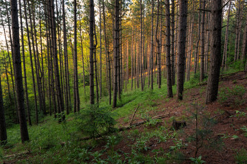 Evening Lit Forest