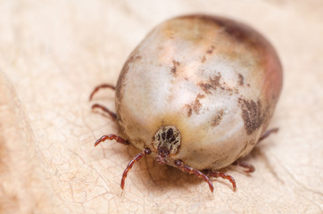 Tick filled with blood sitting on a dry leaf