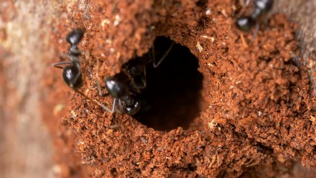 Jet black ants 