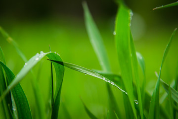 drops of water on a green leaf