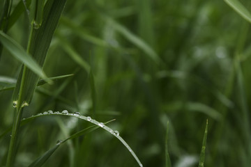 drops of water on a green leaf