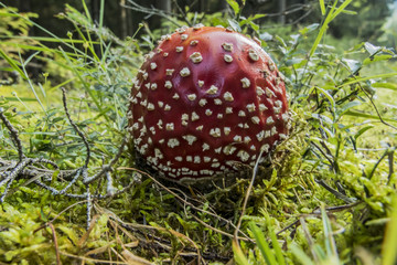 Amanita muscaria