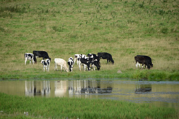 Danish Black and White cattle grazing on a sloped field, mirroring themselves in a pond.