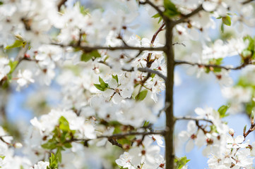 spring white colored leaves in bright sunlight
