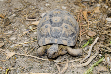 Tortuga terrestre
