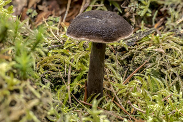 Lactarius