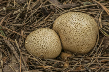 Scleroderma citrinum