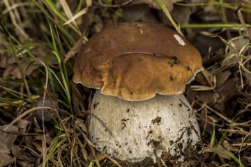 Boletus